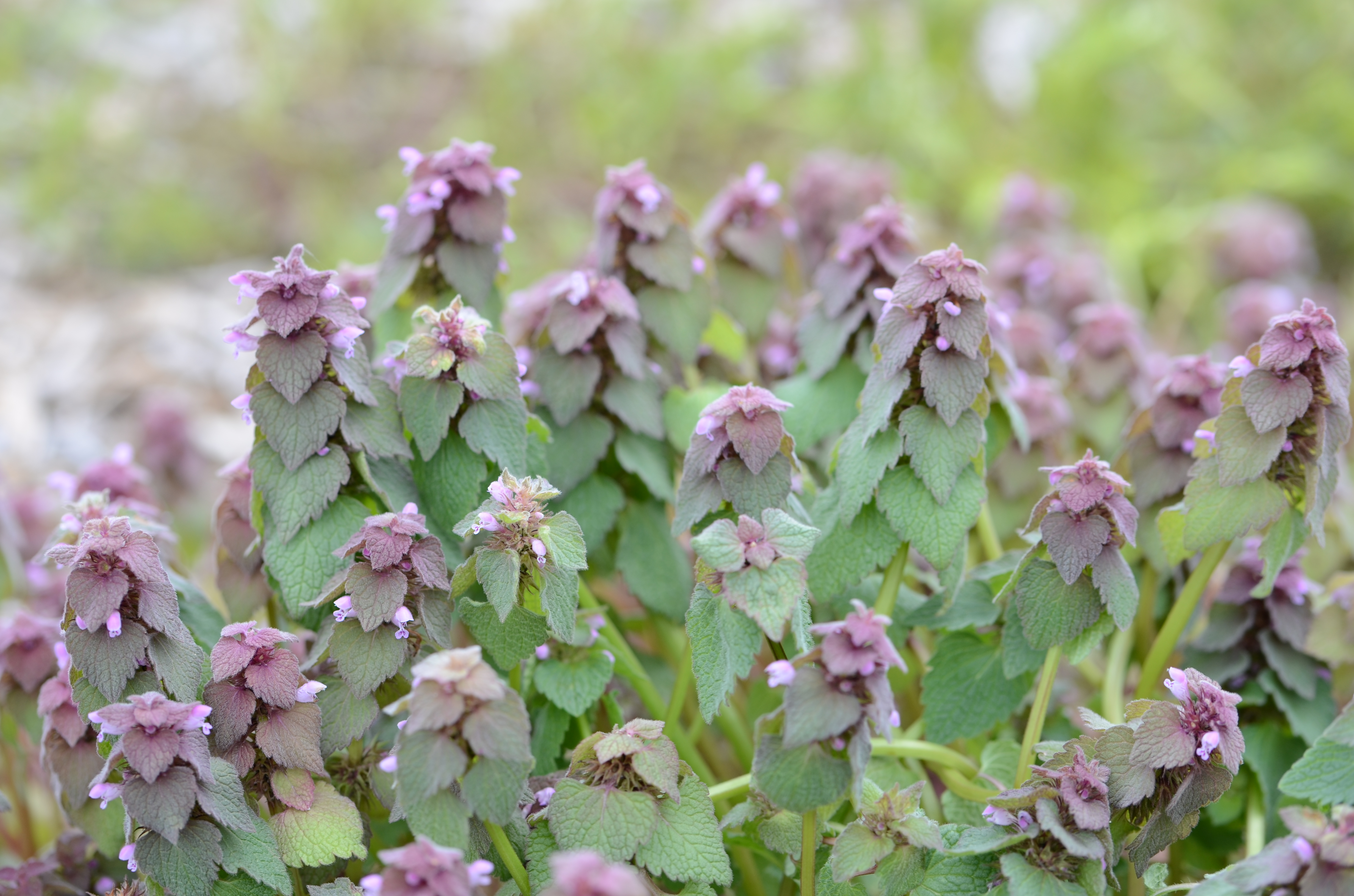 Purple deadnettle May2020 ECH (2)